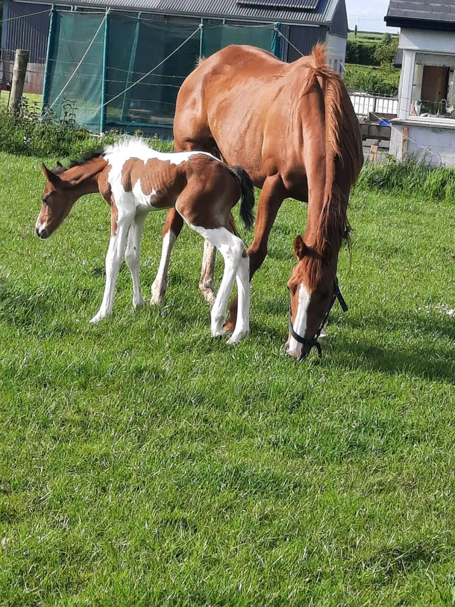 Mare and Foal - Image 3