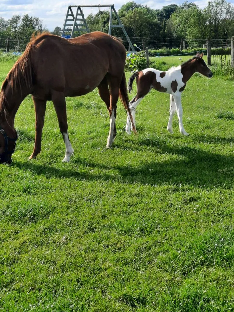 Mare and Foal - Image 4
