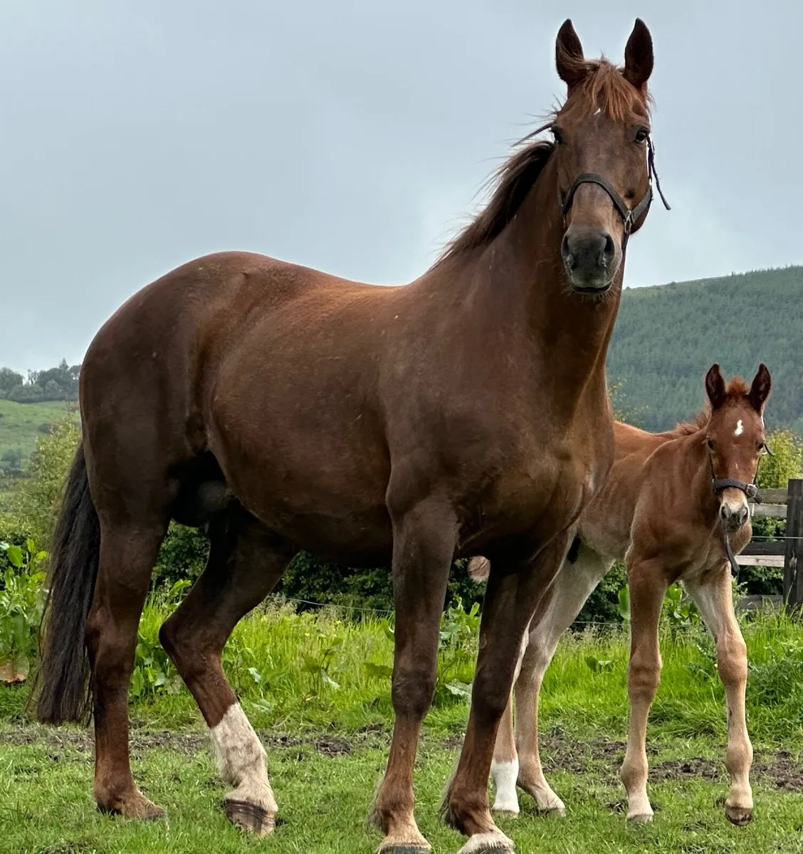 Class 1 RID Broodmare | Proven Producer - Image 1