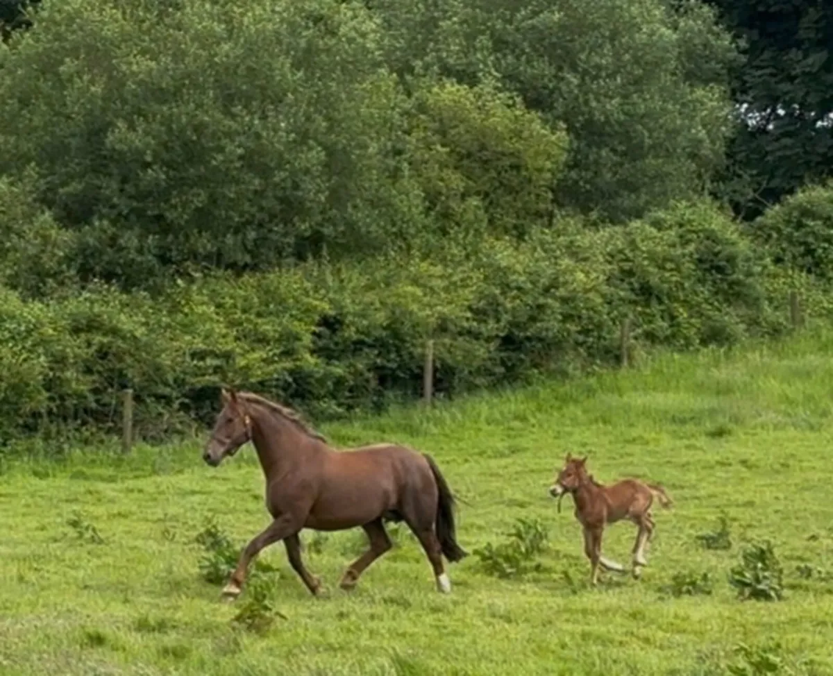 Class 1 RID Broodmare | Proven Producer - Image 2