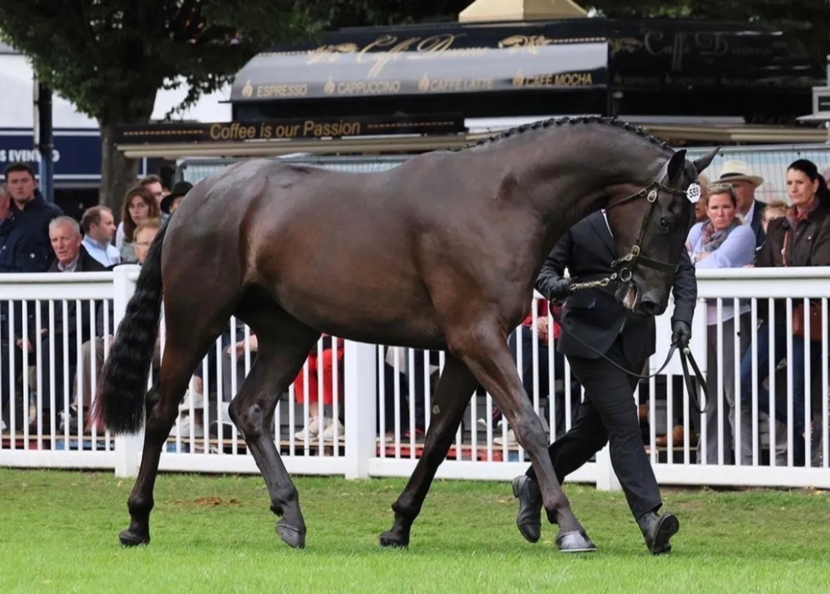 Class 1 RID Broodmare | Proven Producer - Image 3