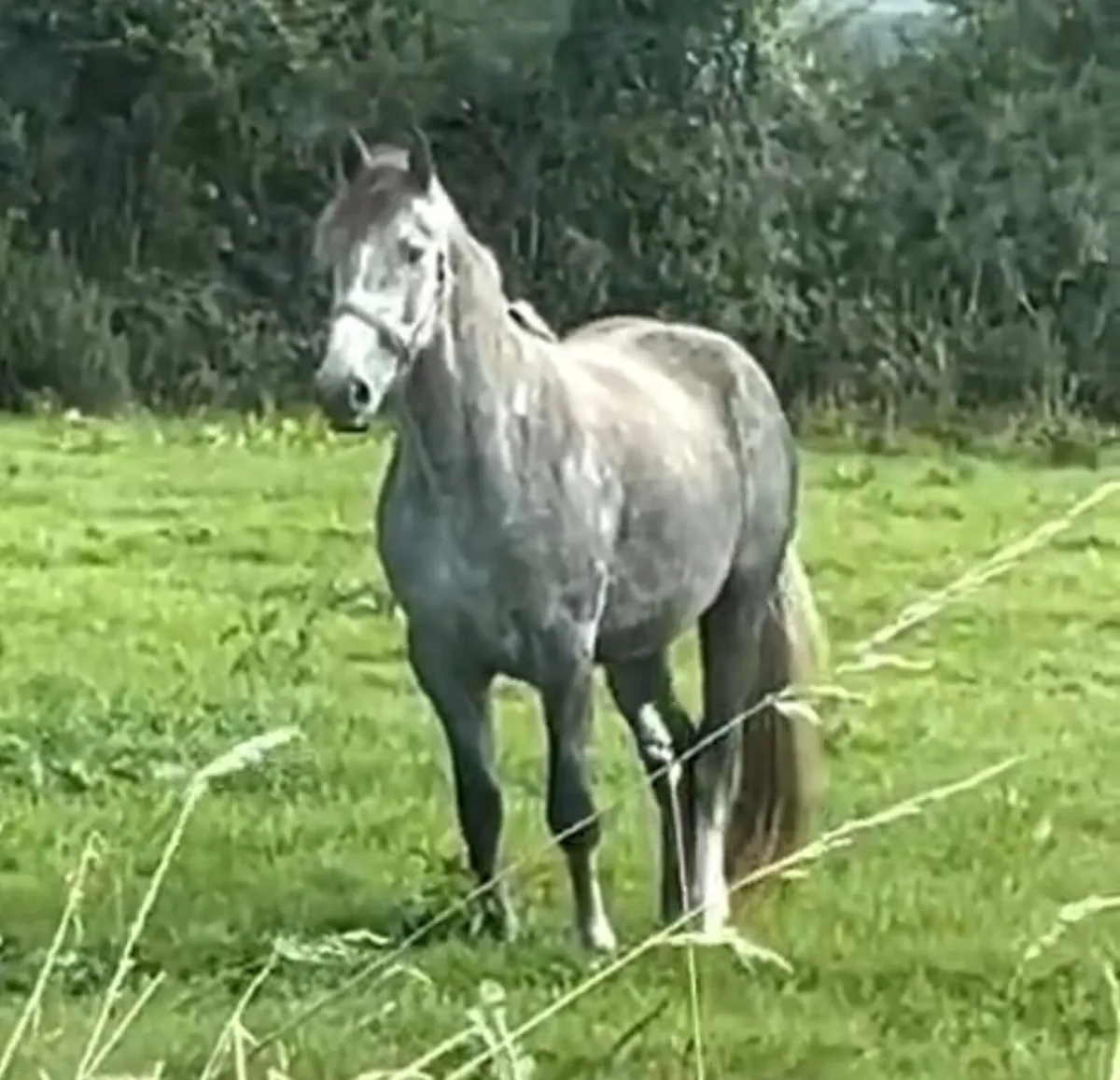 Class 1 RID Broodmare | Proven Producer - Image 4