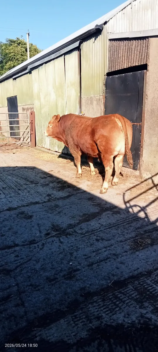 limousin bulls for sale - Image 3