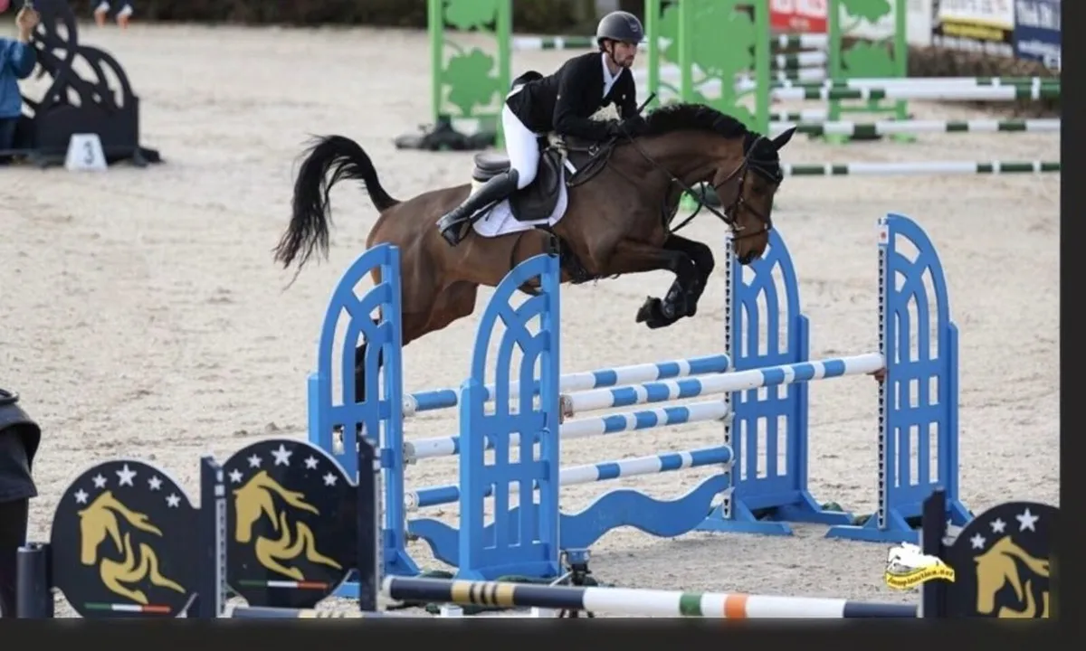 16.2 6yo gelding Showjumper / eventer - Image 1