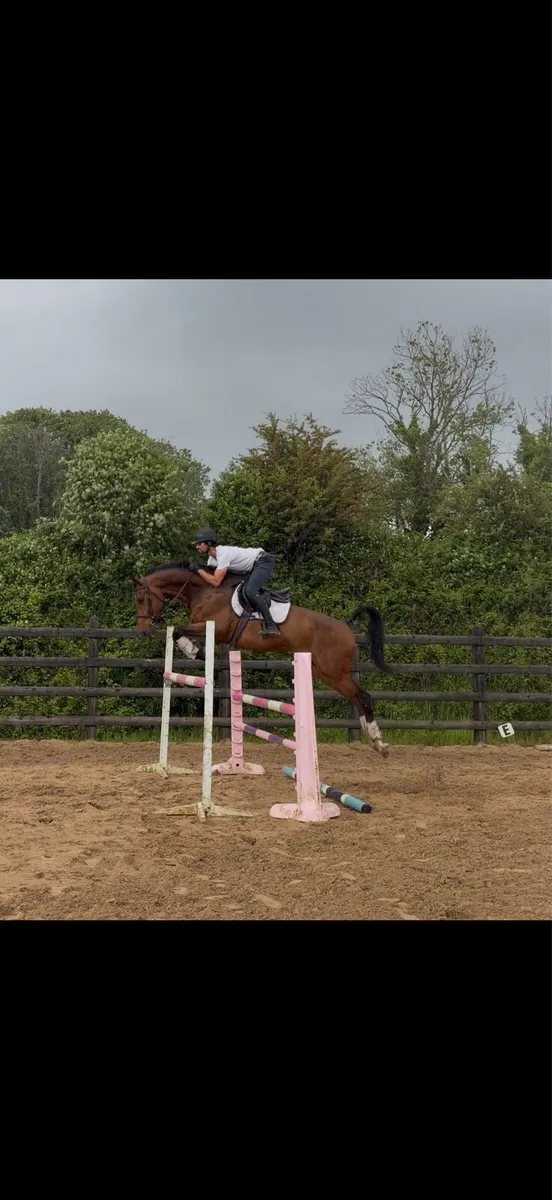 16.2 6yo gelding Showjumper / eventer - Image 2