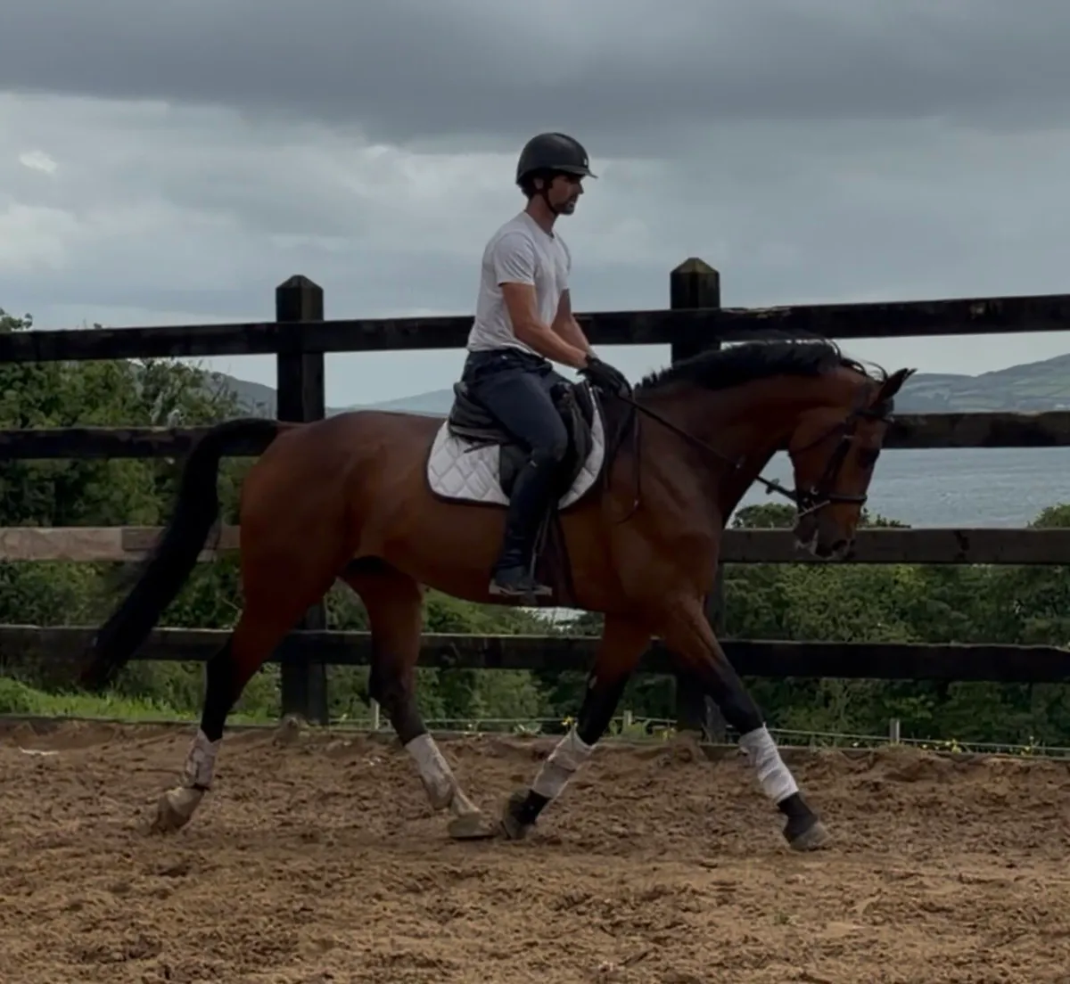16.2 6yo gelding Showjumper / eventer - Image 3