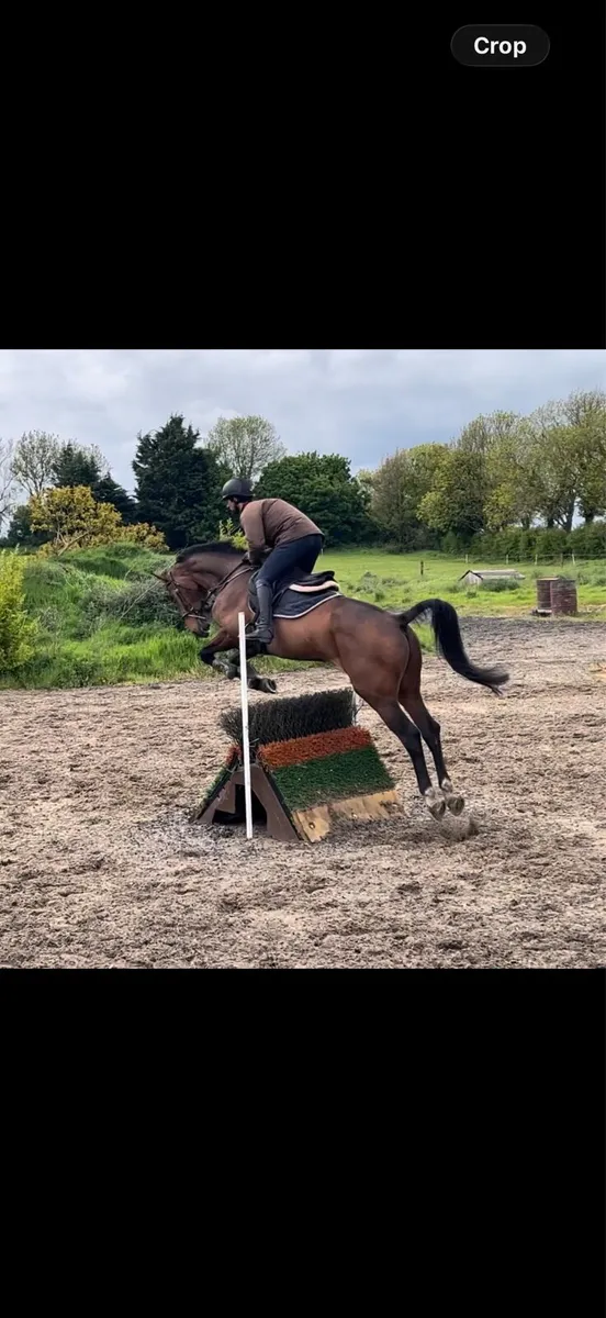16.2 6yo gelding Showjumper / eventer - Image 4
