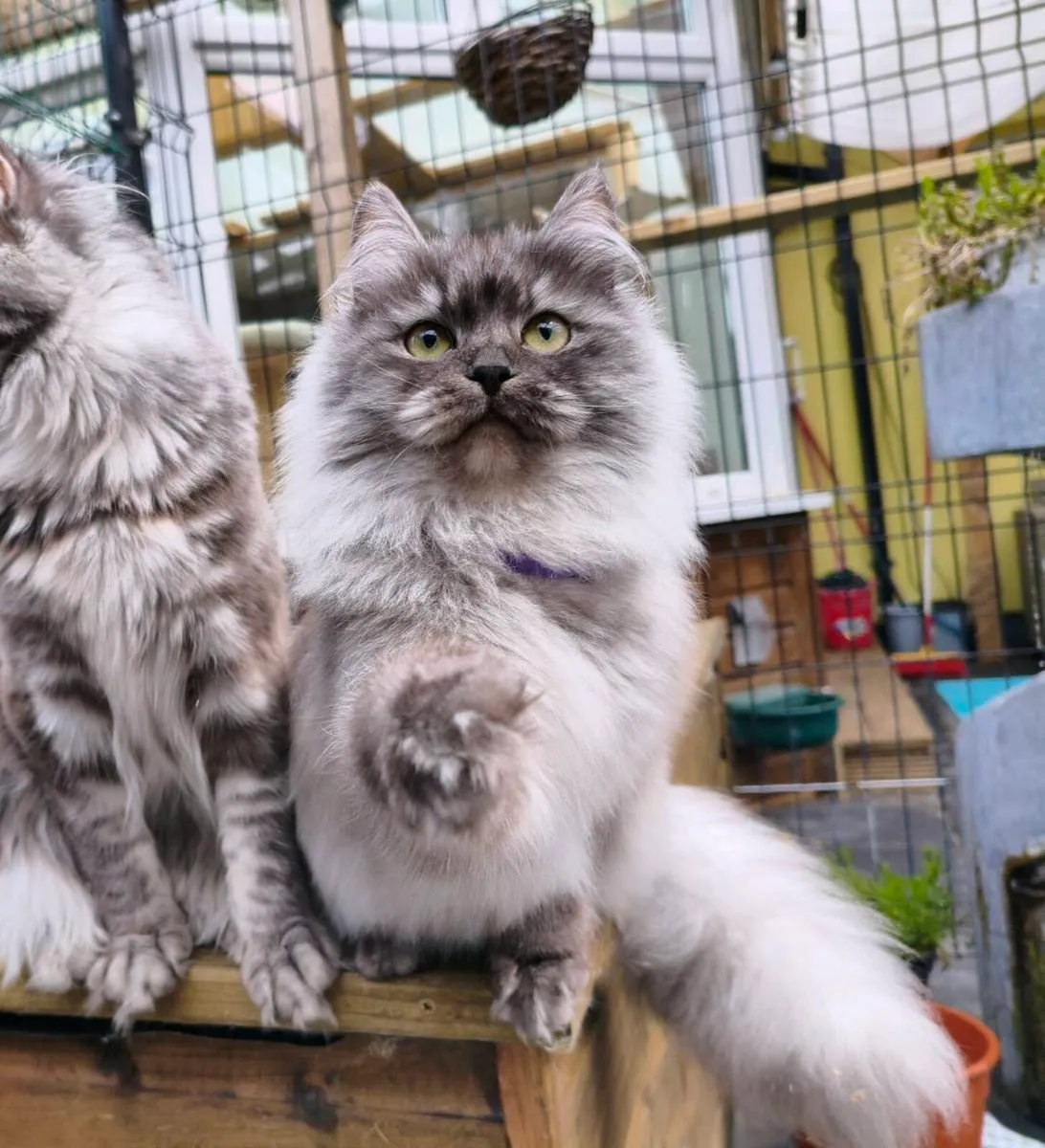 TICA registered Siberian kittens - Image 1