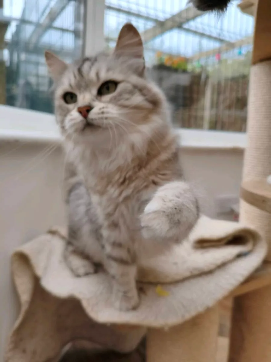 TICA registered Siberian kittens - Image 3