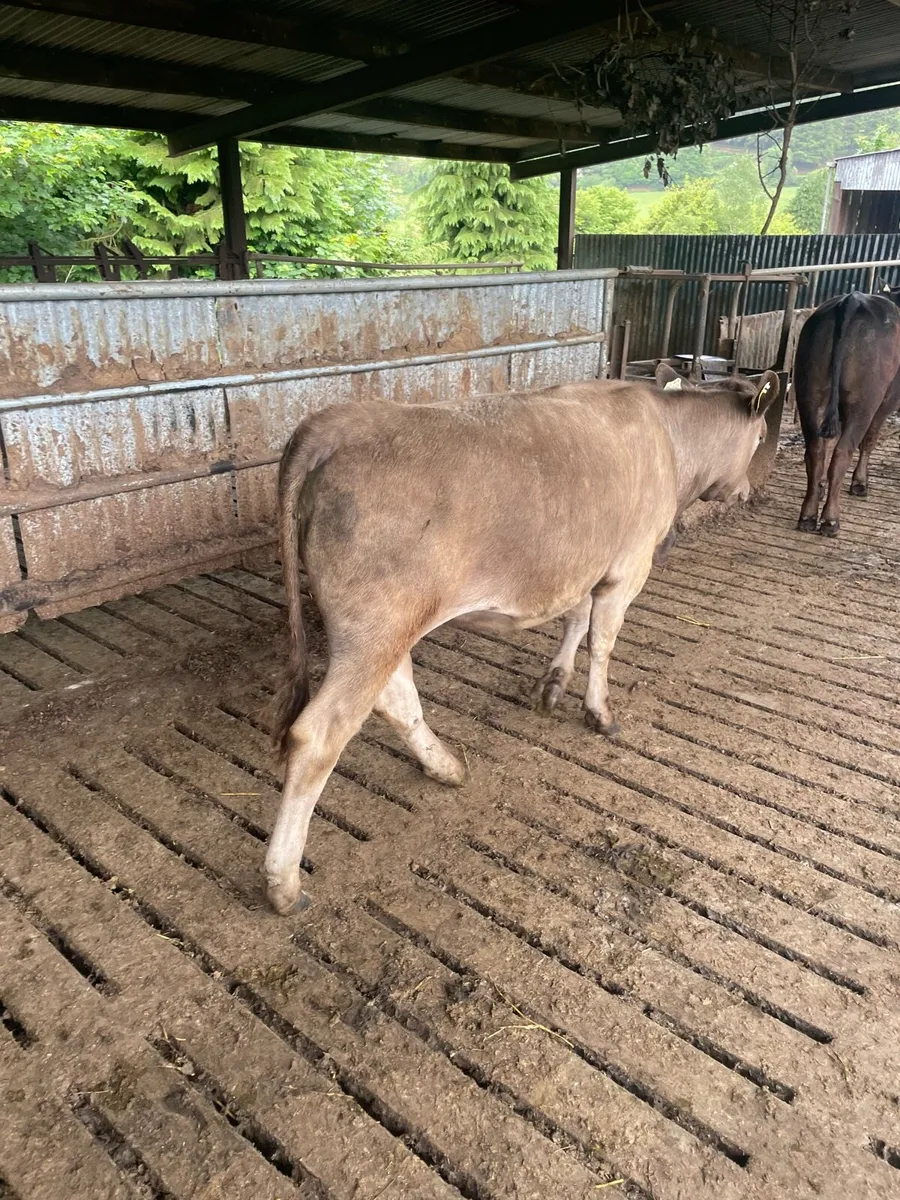 Two Organic Aberdeen Angus Heifers for Sale - Image 4