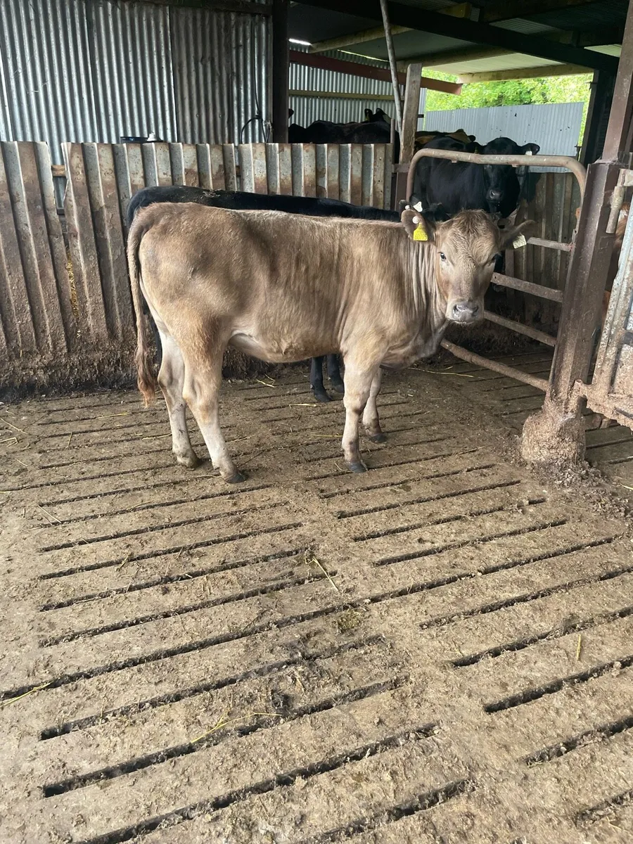 Two Organic Aberdeen Angus Heifers for Sale - Image 2