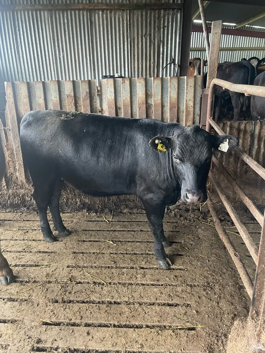 Two Organic Aberdeen Angus Heifers for Sale - Image 3