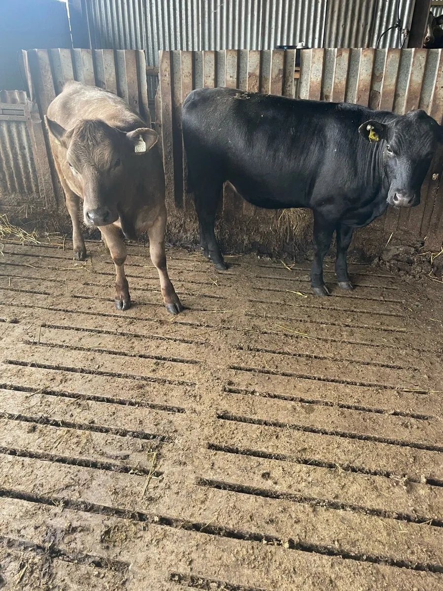 Two Organic Aberdeen Angus Heifers for Sale - Image 1