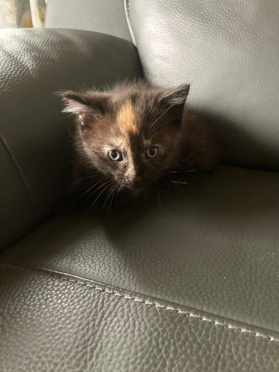 Kitten for sale - Image 1