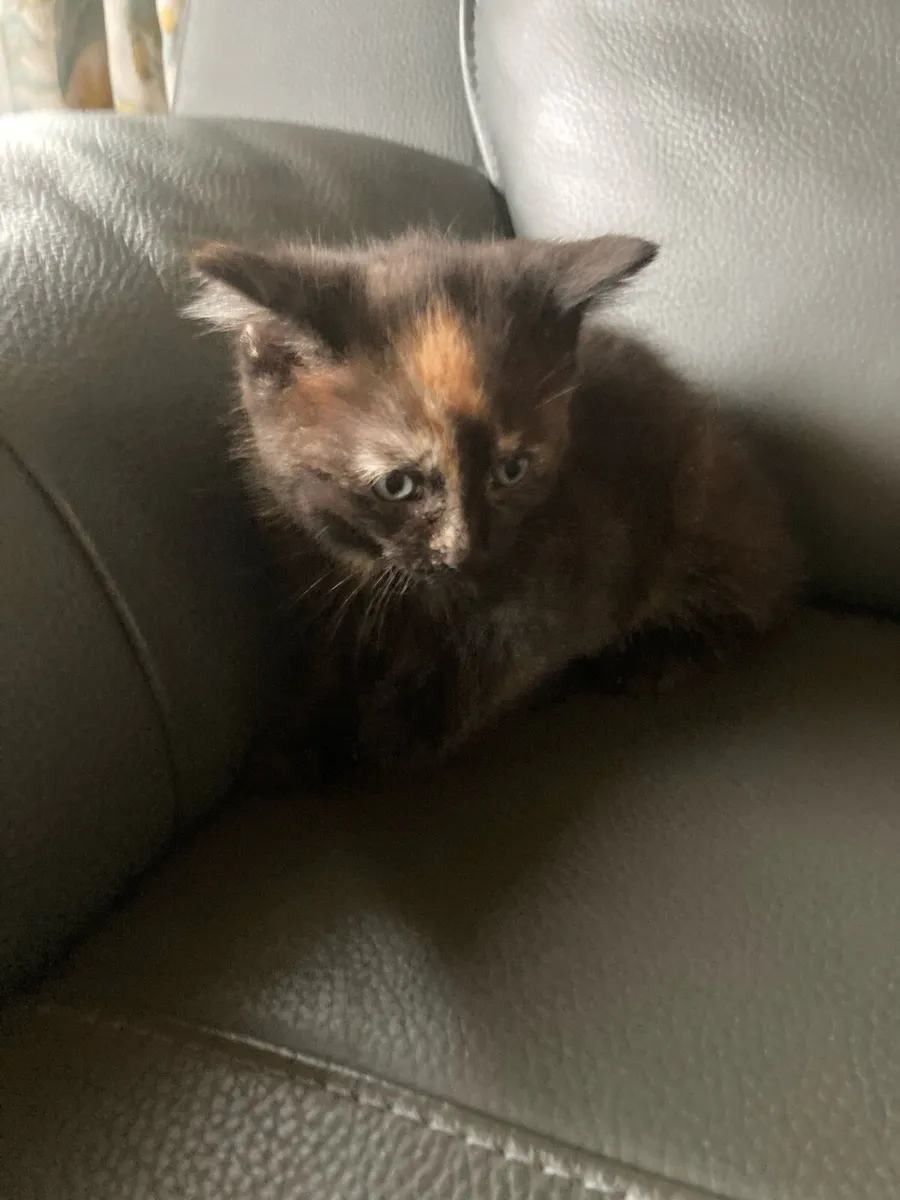 Kitten for sale - Image 2
