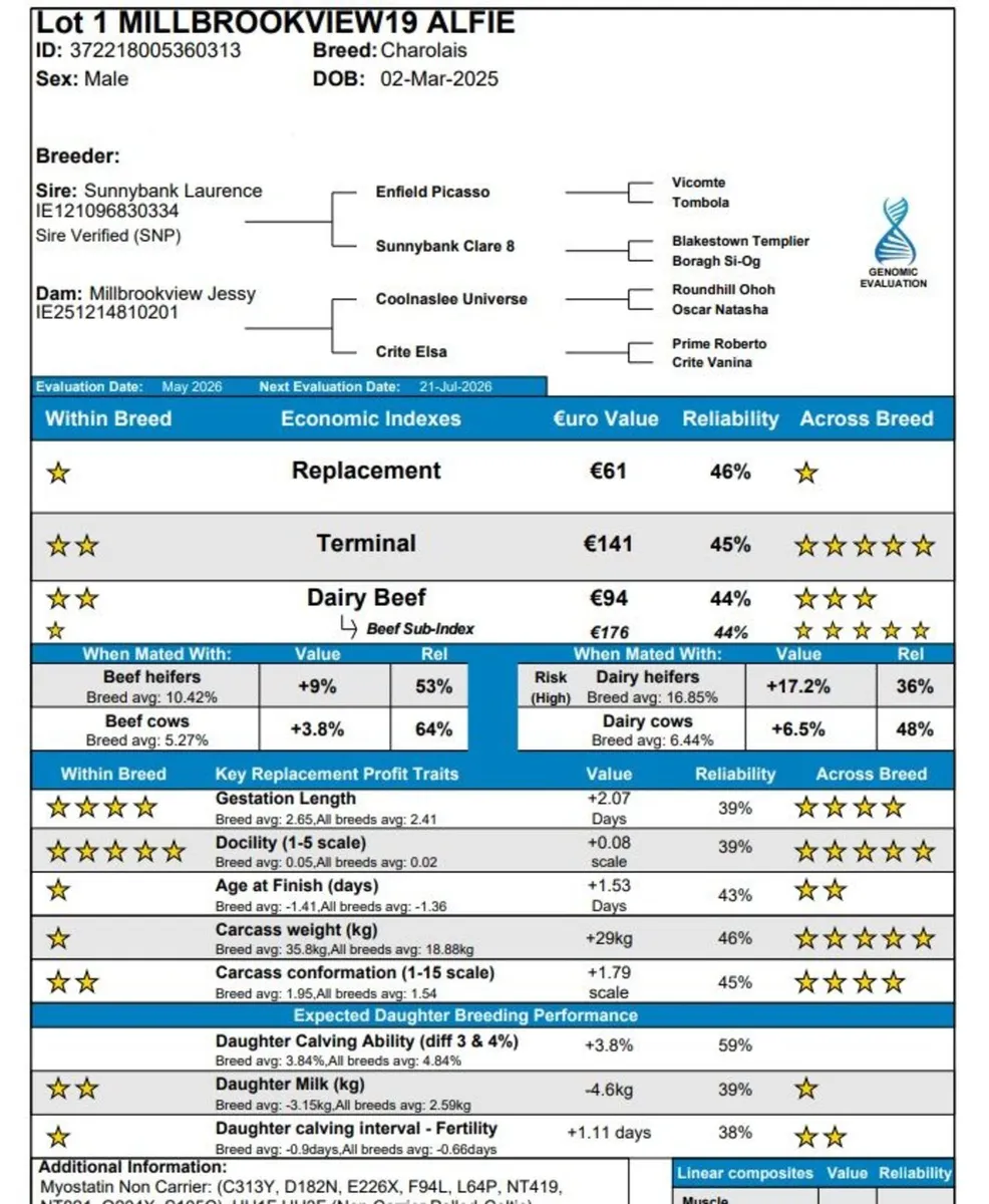 5* Purebred Registered Charolais Bull - Image 2
