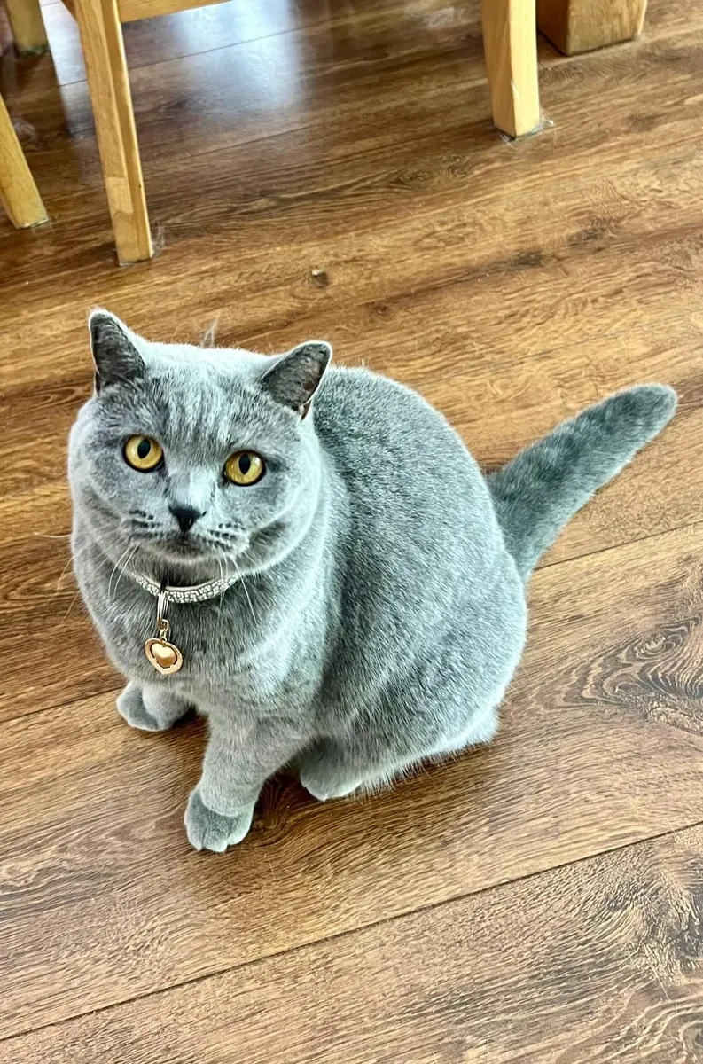 Purebred British Shorthair Cat (GCCFI) - Image 4
