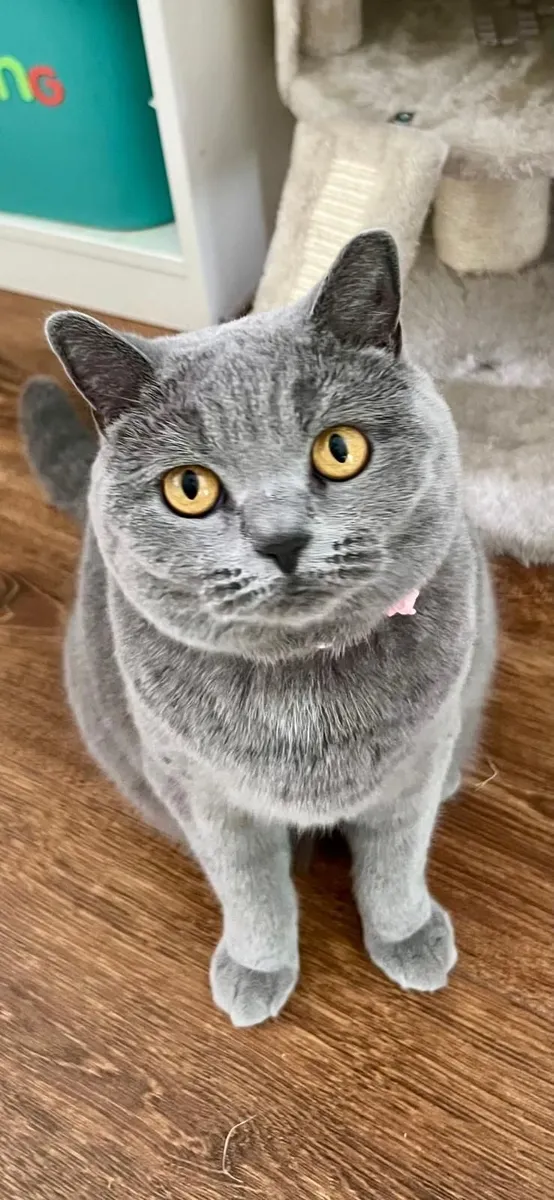 Purebred British Shorthair Cat (GCCFI) - Image 1