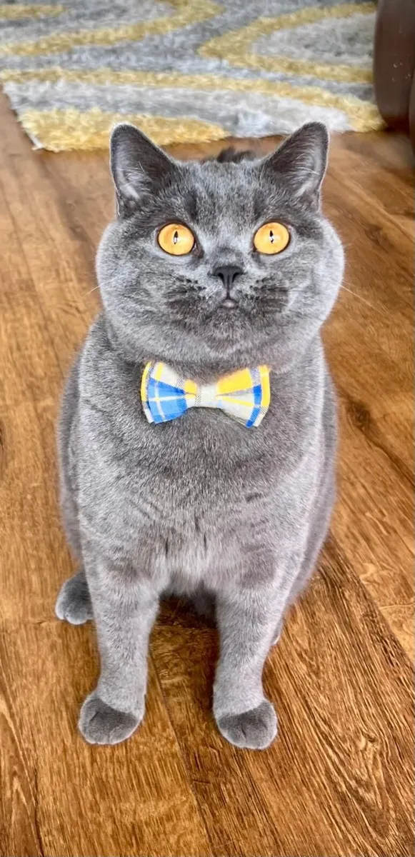 Purebred British Shorthair Cat (GCCFI) - Image 1