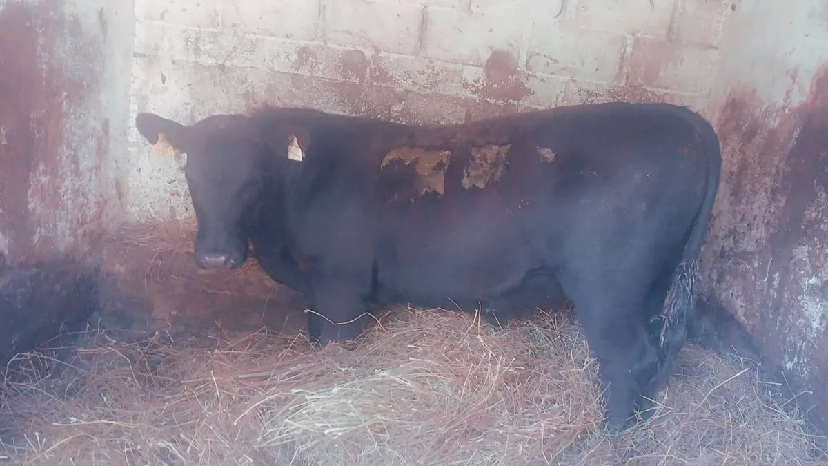 Beef Cattle - Image 1