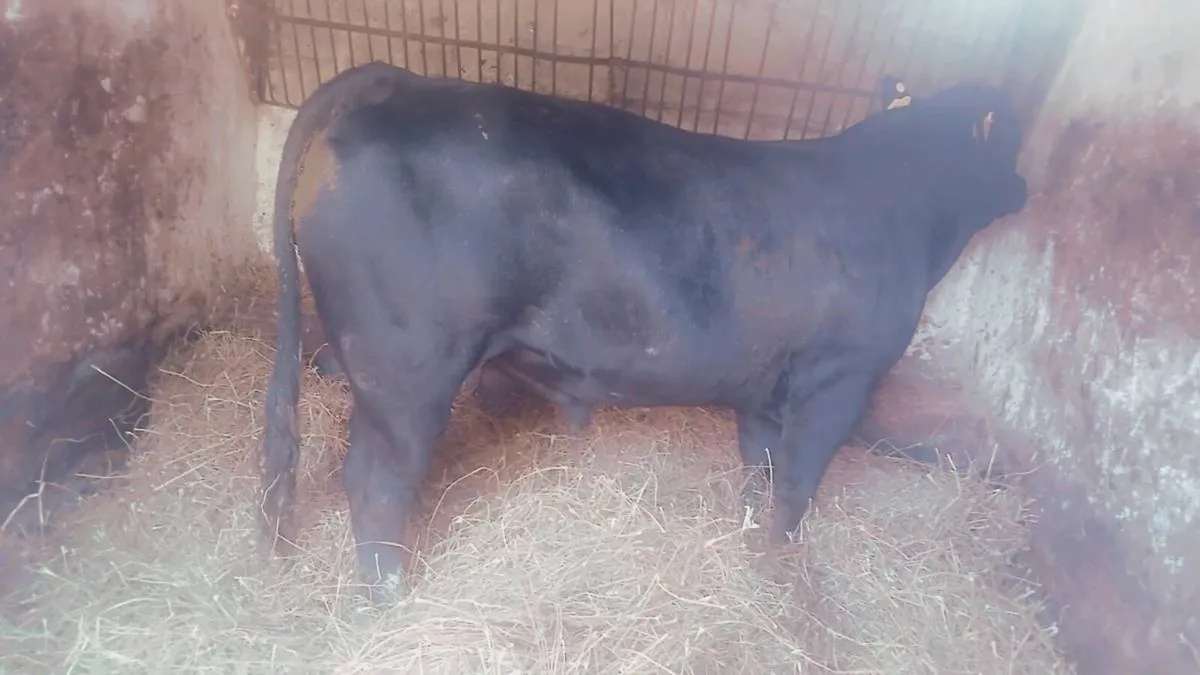 Beef Cattle - Image 2
