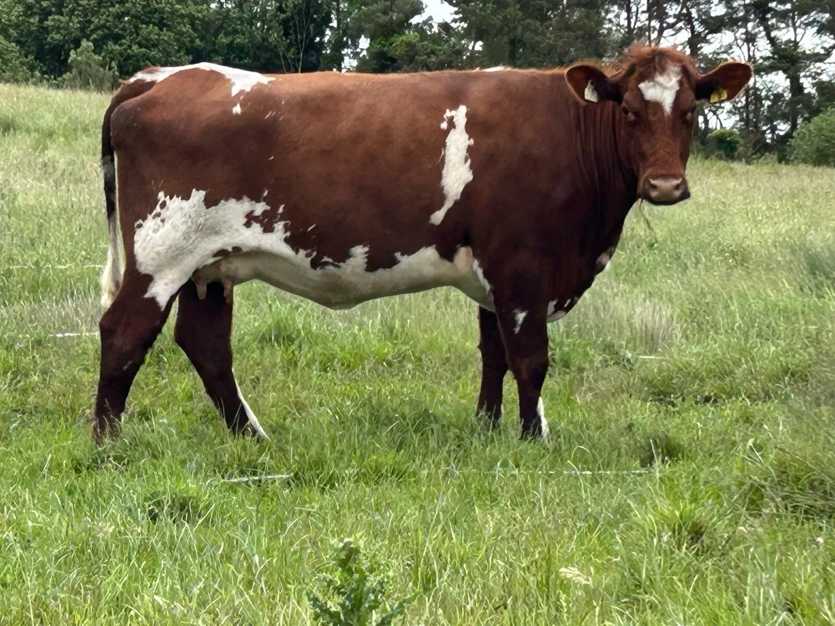3 smashing calved  shorthorn cow - Image 1