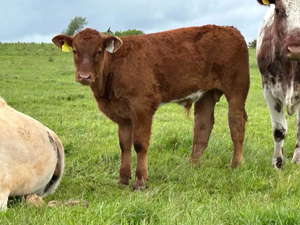 3 smashing calved  shorthorn cow - Image 2