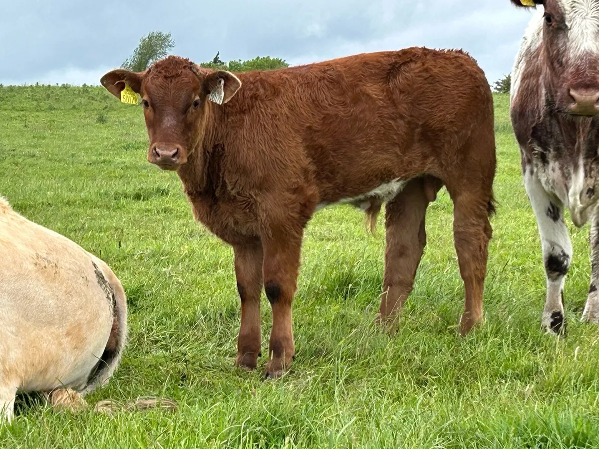3 smashing calved  shorthorn cow - Image 3