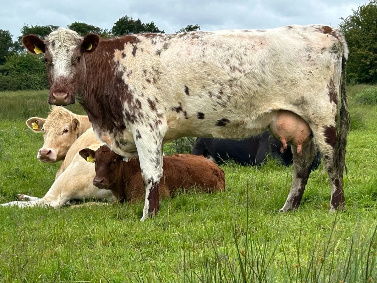 3 smashing calved  shorthorn cow - Image 4