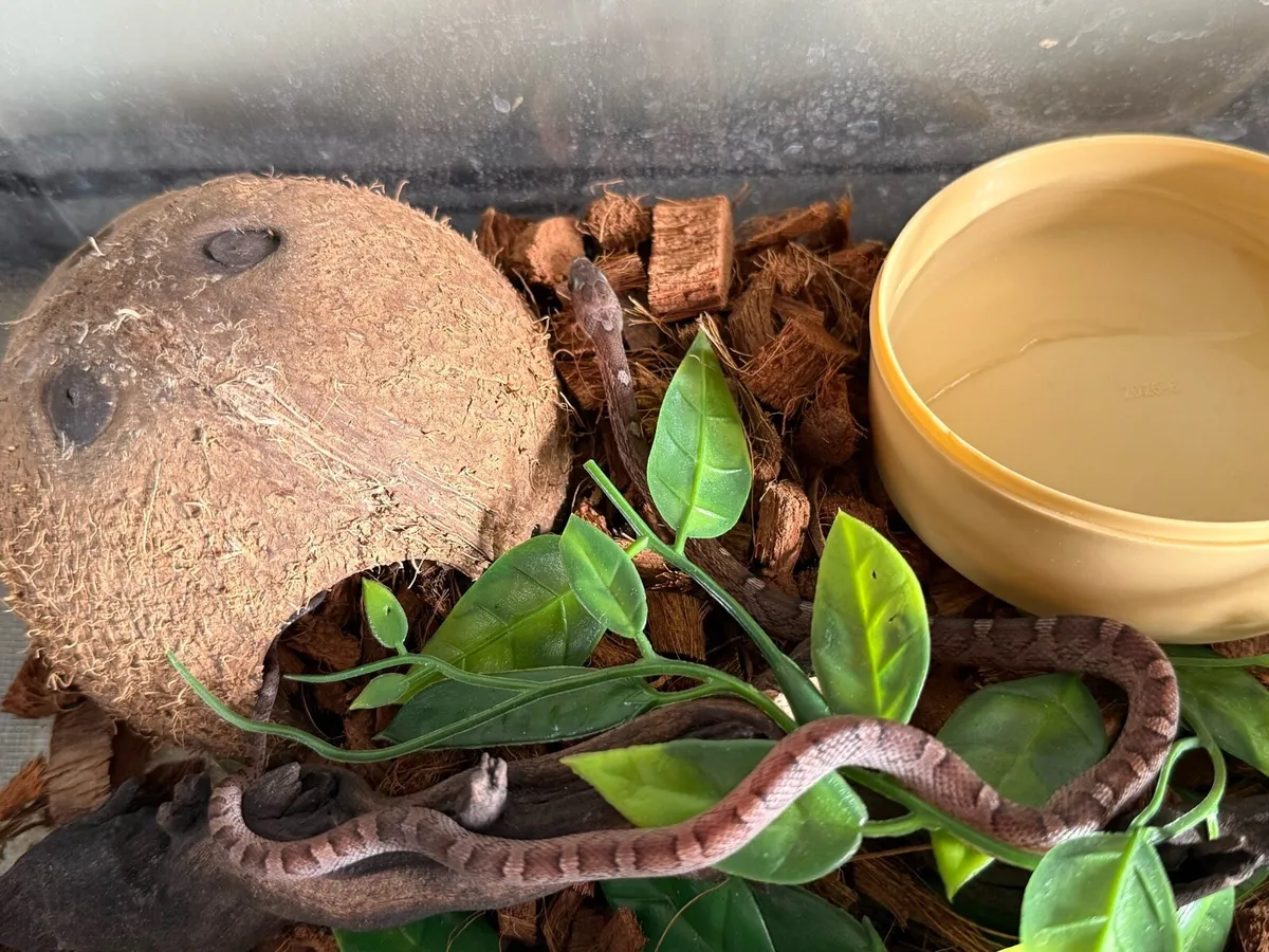 Corn Snake - Image 2