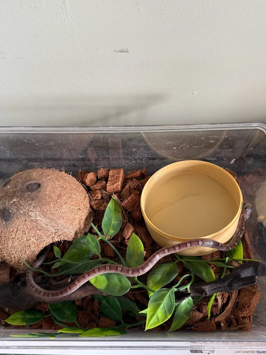 Corn Snake - Image 1