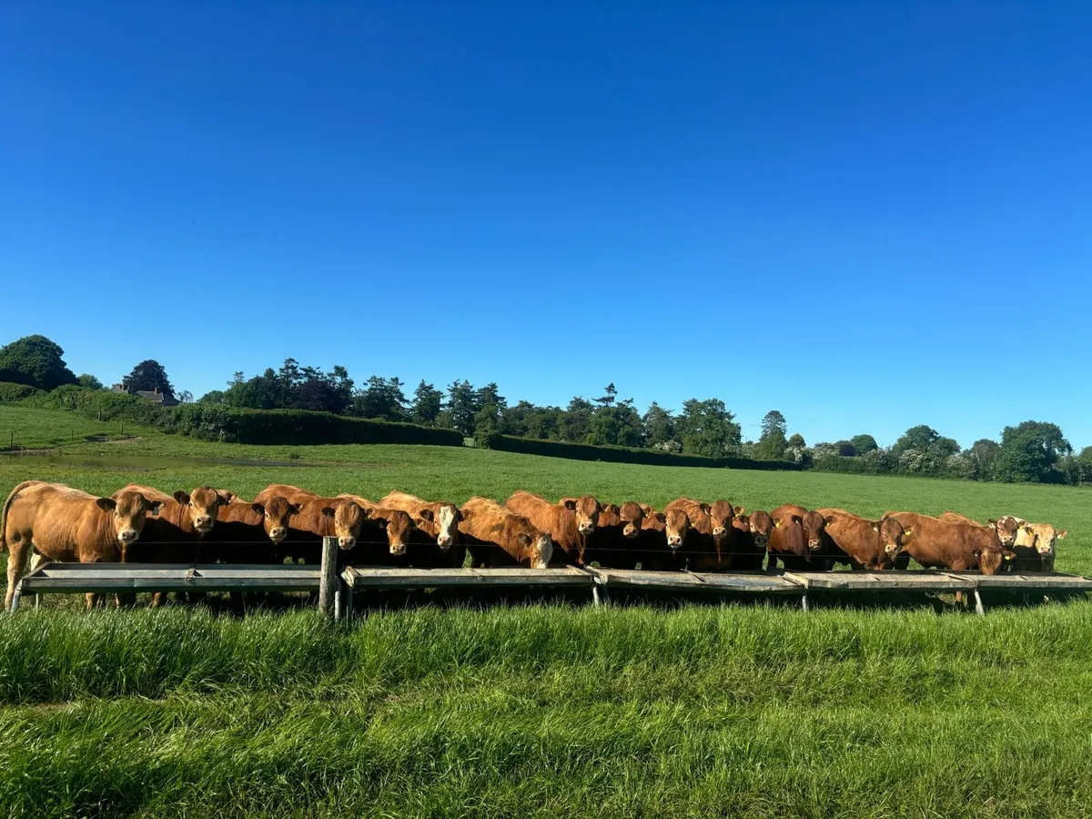 Top quality young bulls for sale - Image 1