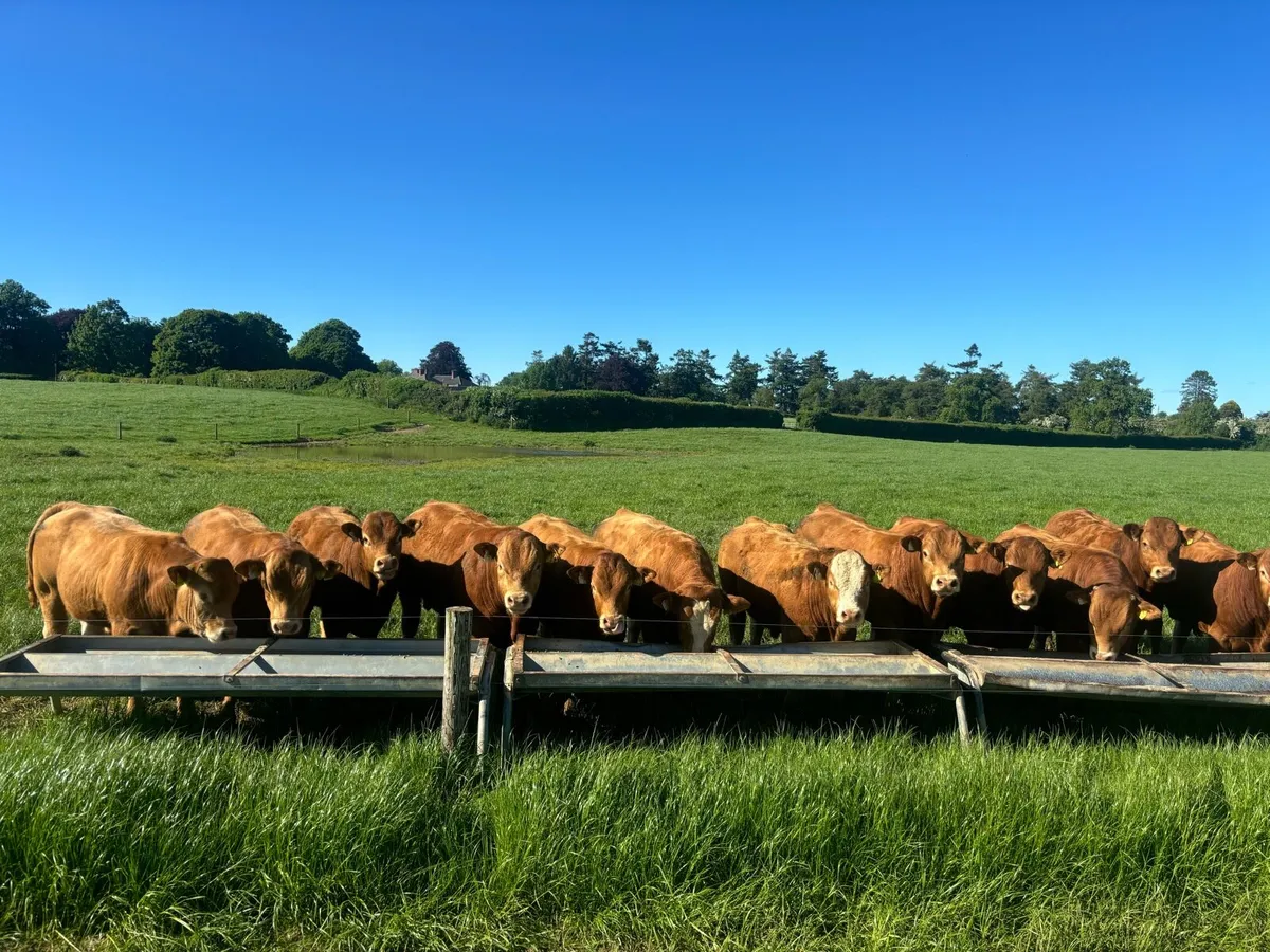 Top quality young bulls for sale - Image 2