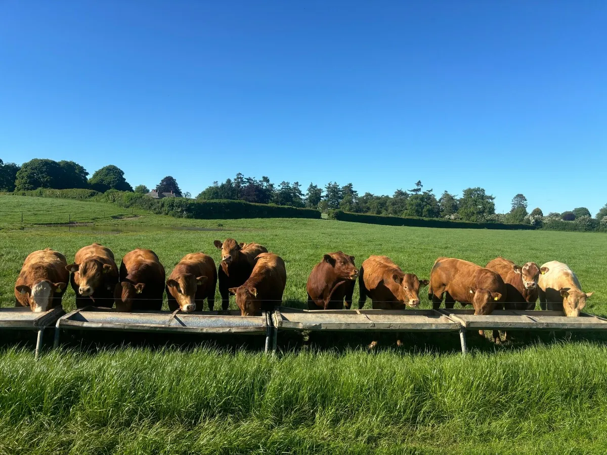 Top quality young bulls for sale - Image 3
