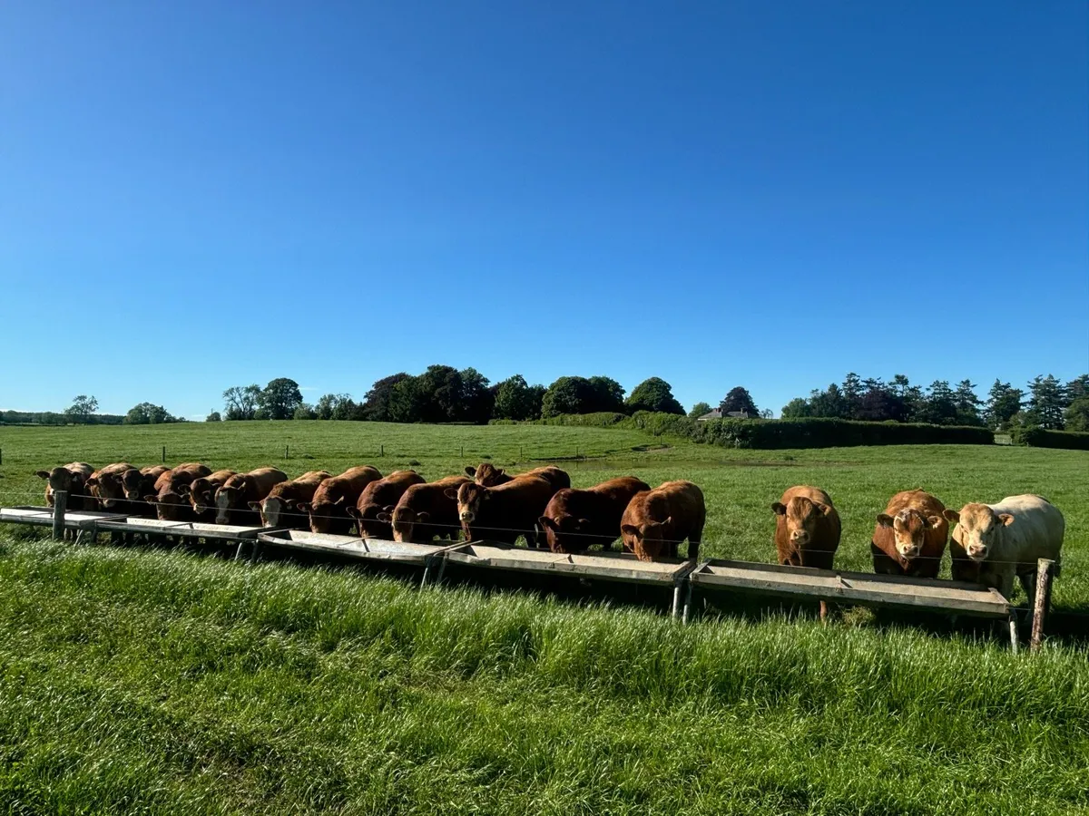 Top quality young bulls for sale - Image 4