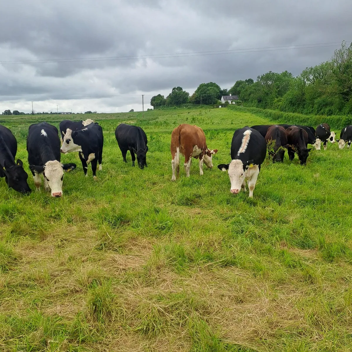 Heifers - Image 1