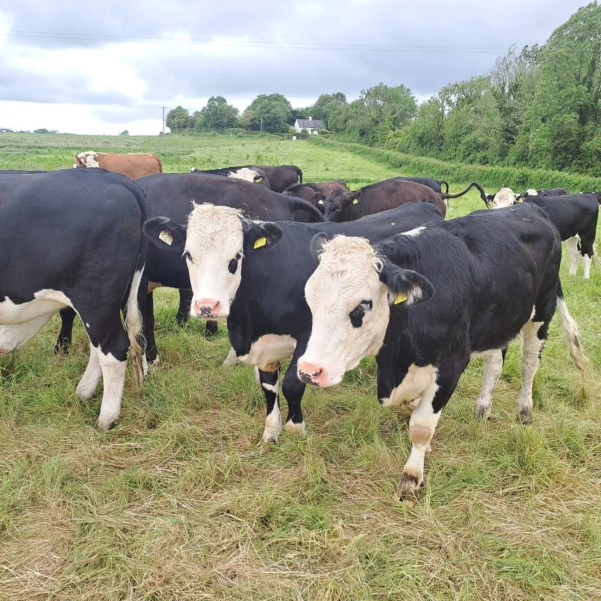 Heifers - Image 2