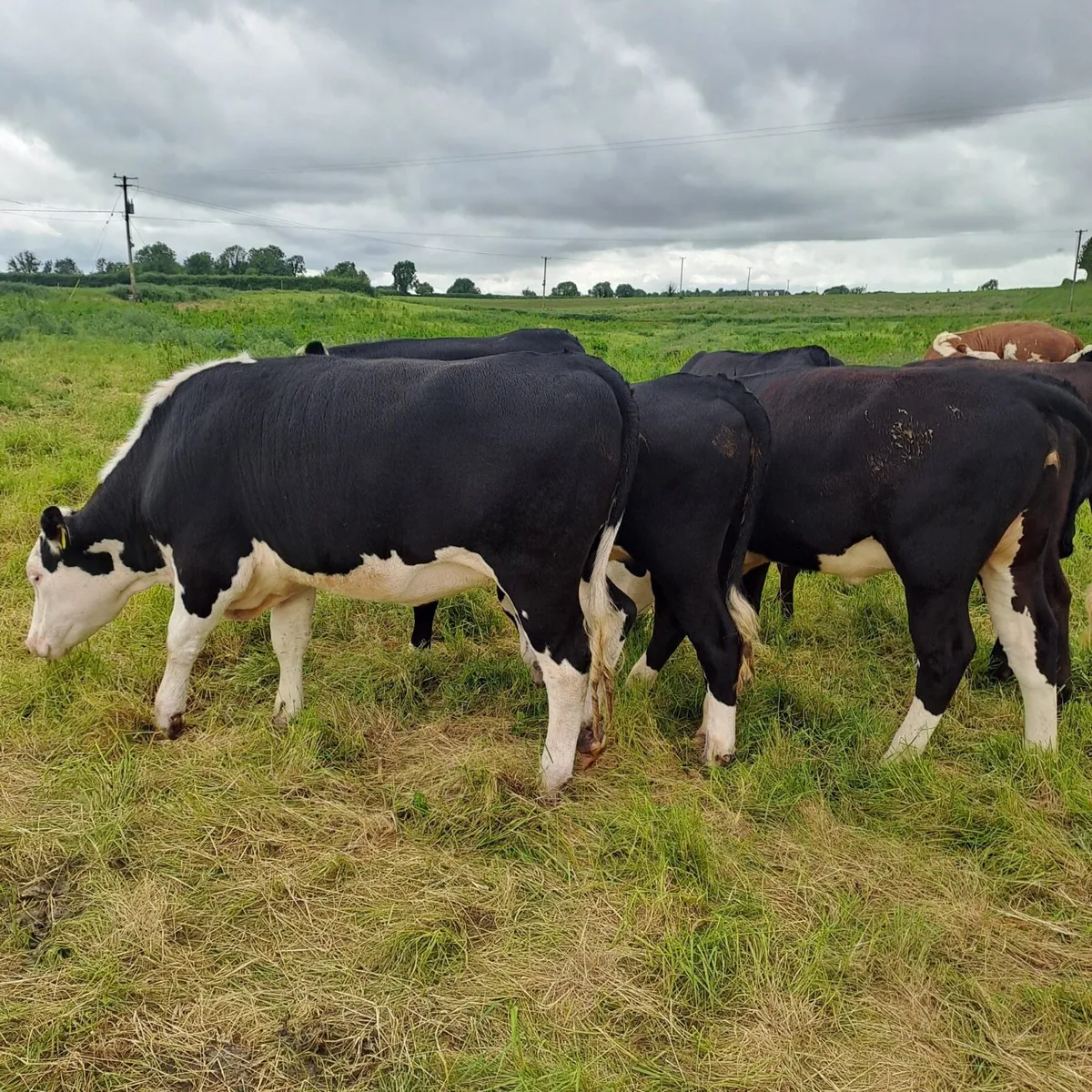 Heifers - Image 3