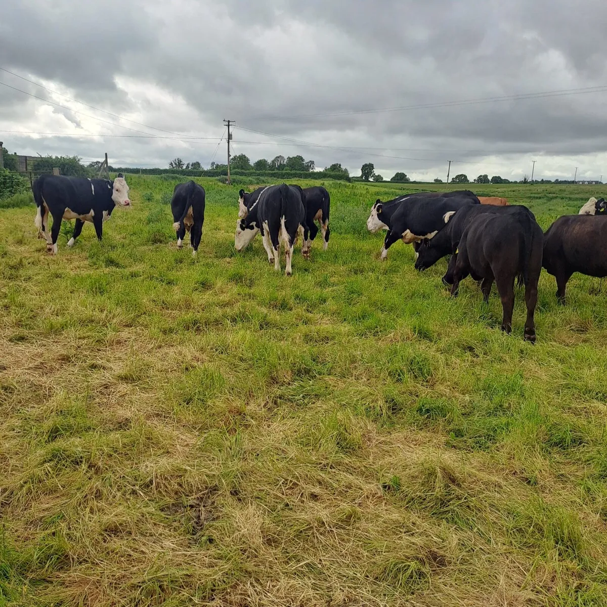 Heifers - Image 4