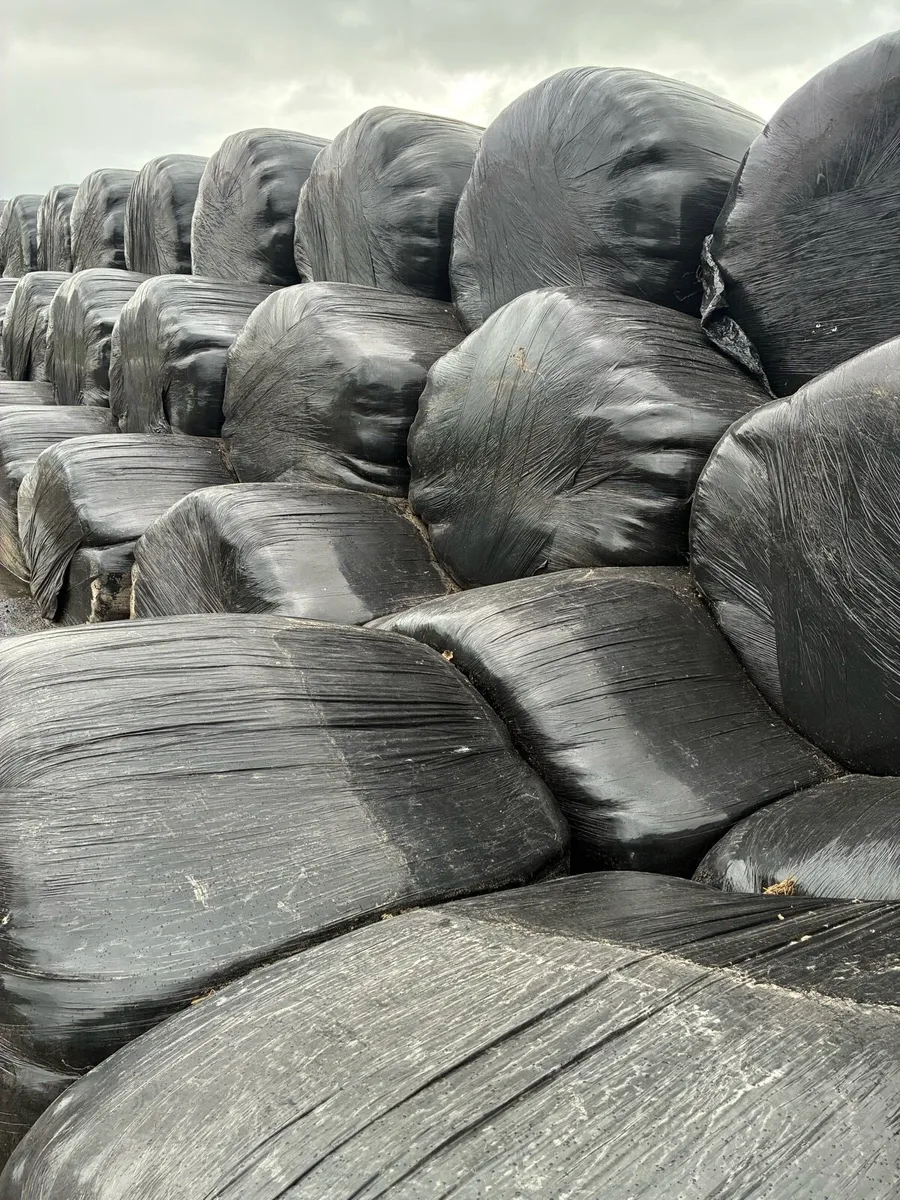 Silage - Image 2