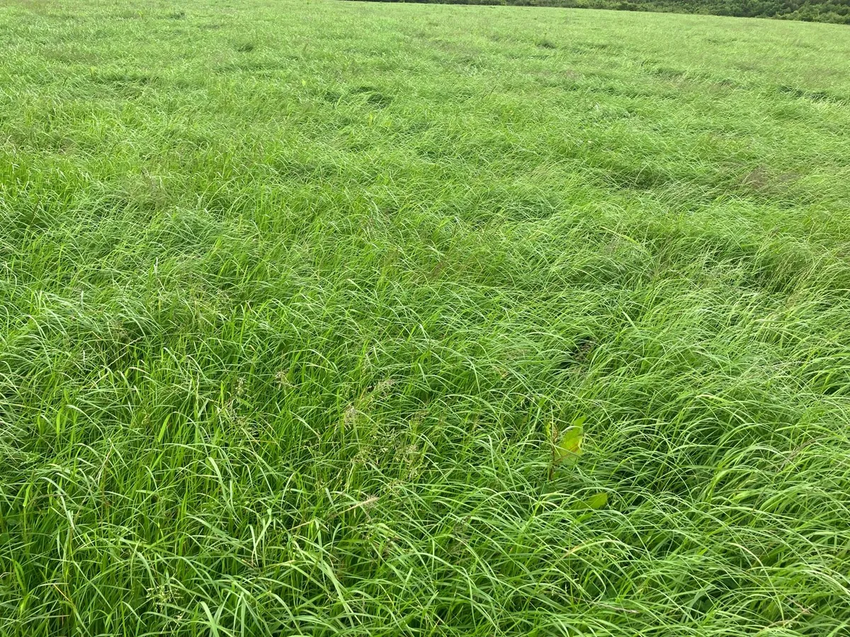 Silage - Image 1