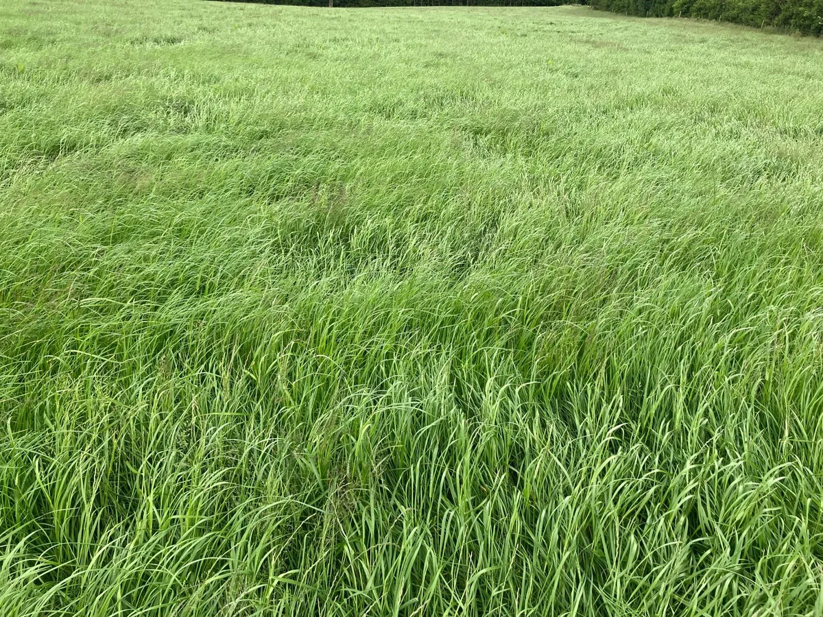 Silage - Image 2