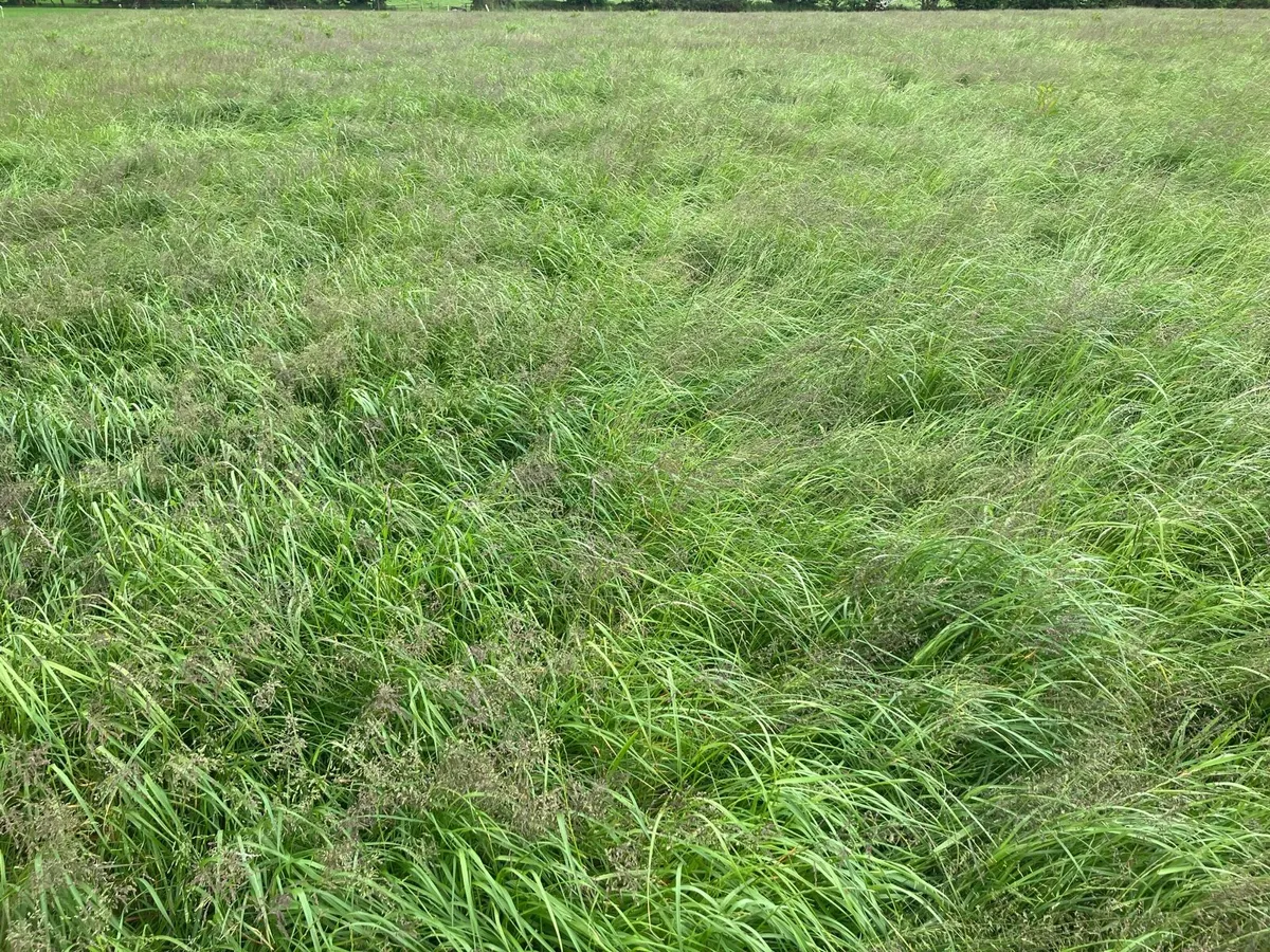 Silage - Image 3
