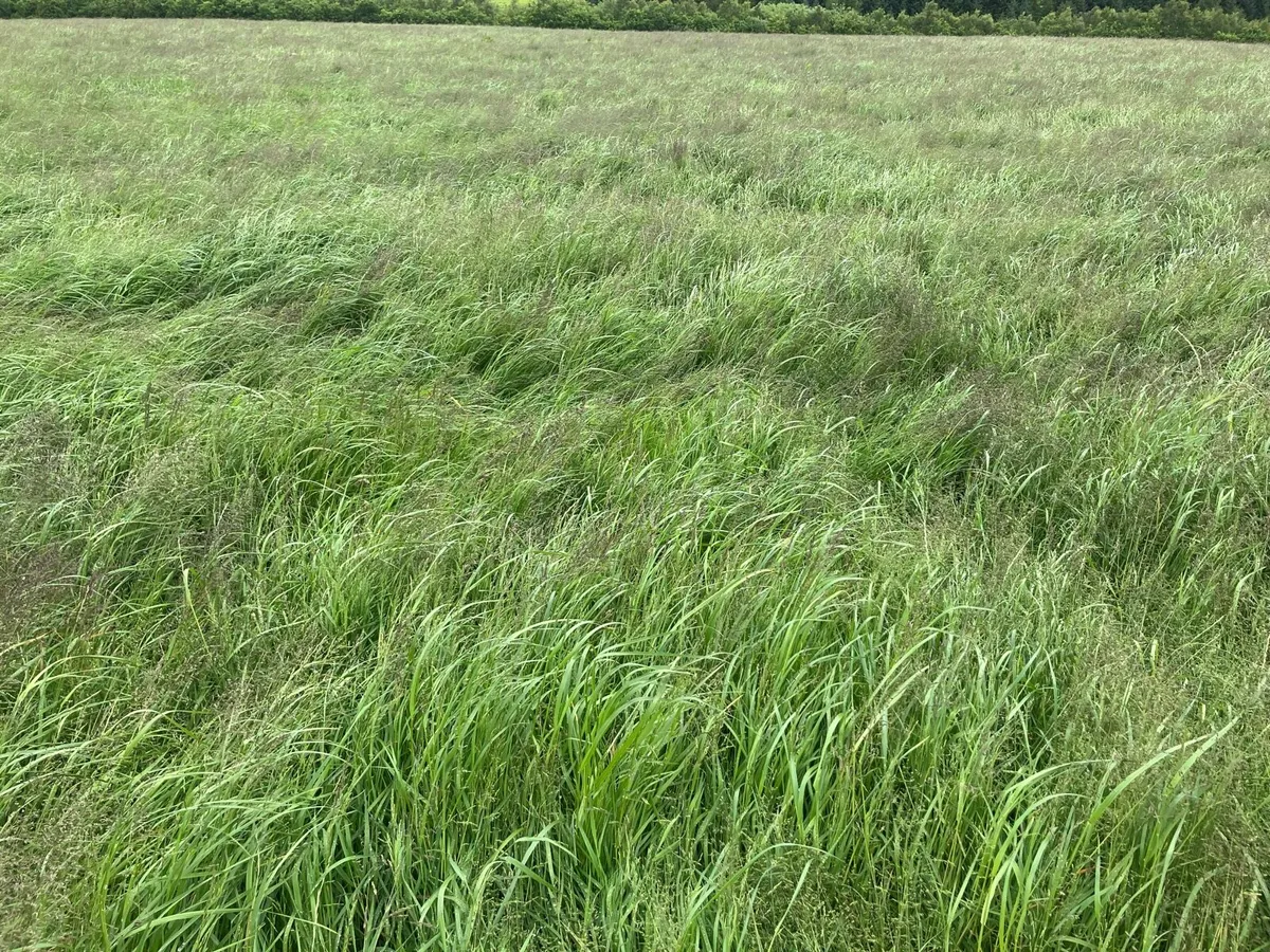 Silage - Image 4