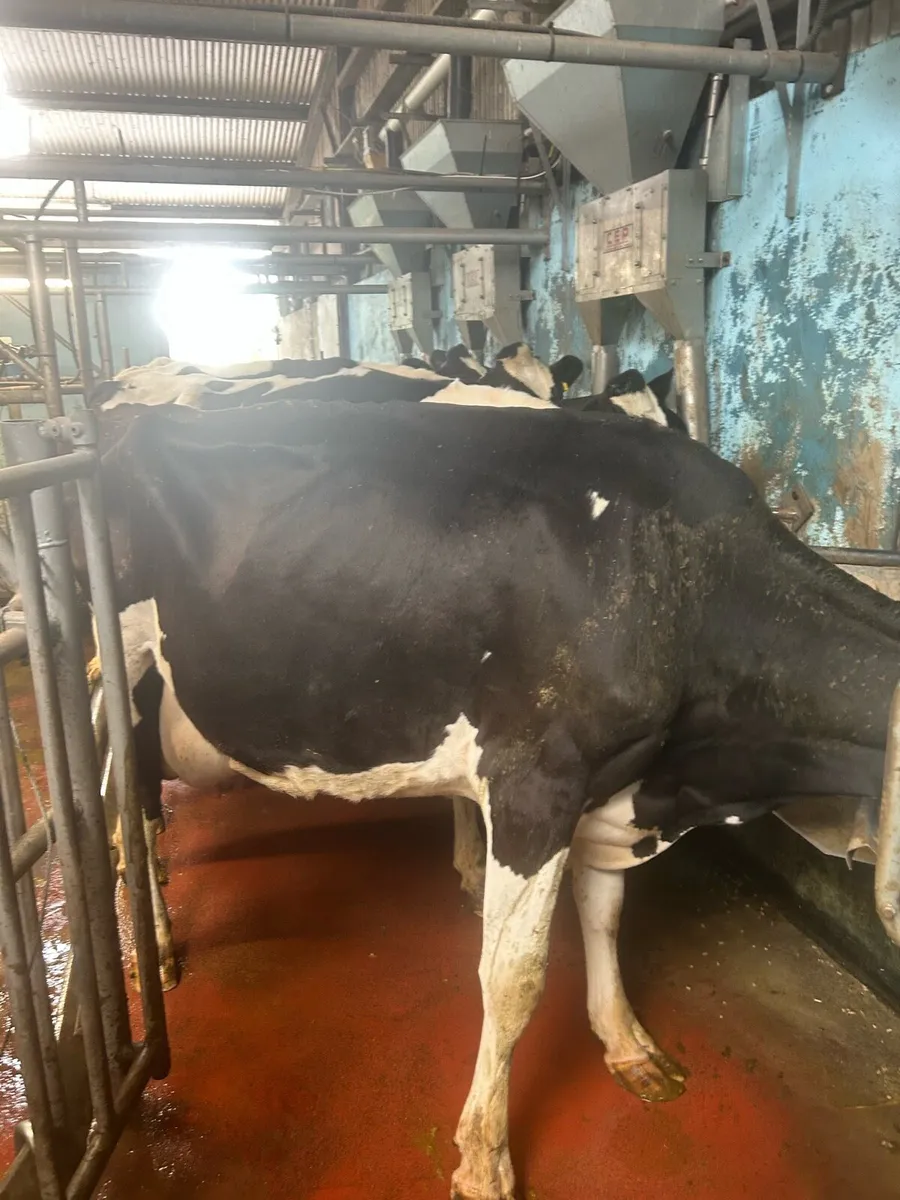 Friesian cow suitable for sucking - Image 1