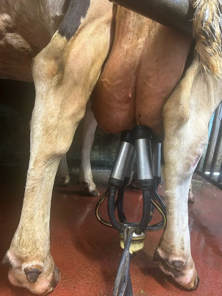 Friesian cow suitable for sucking - Image 2