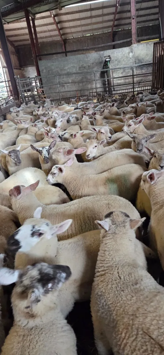 Store lambs for sale. - Image 1