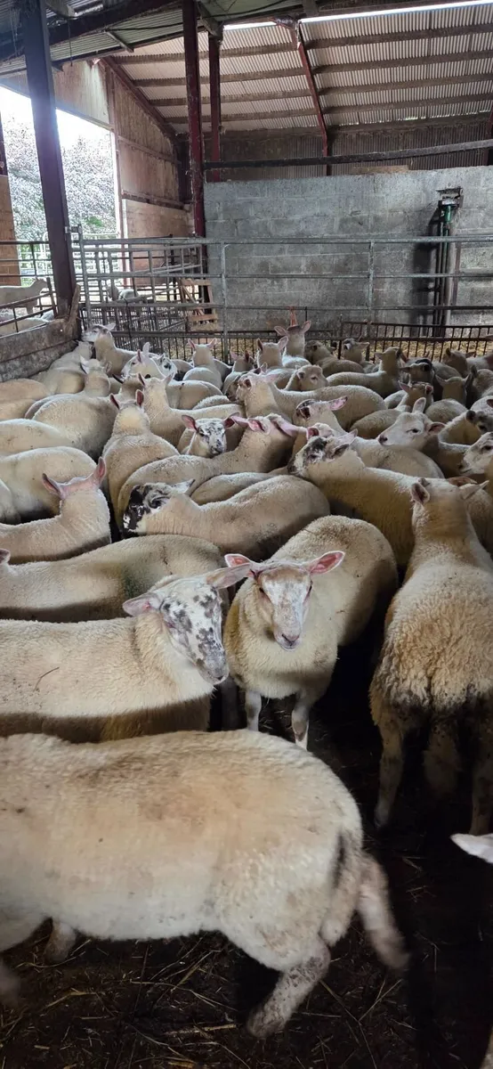 Store lambs for sale. - Image 2