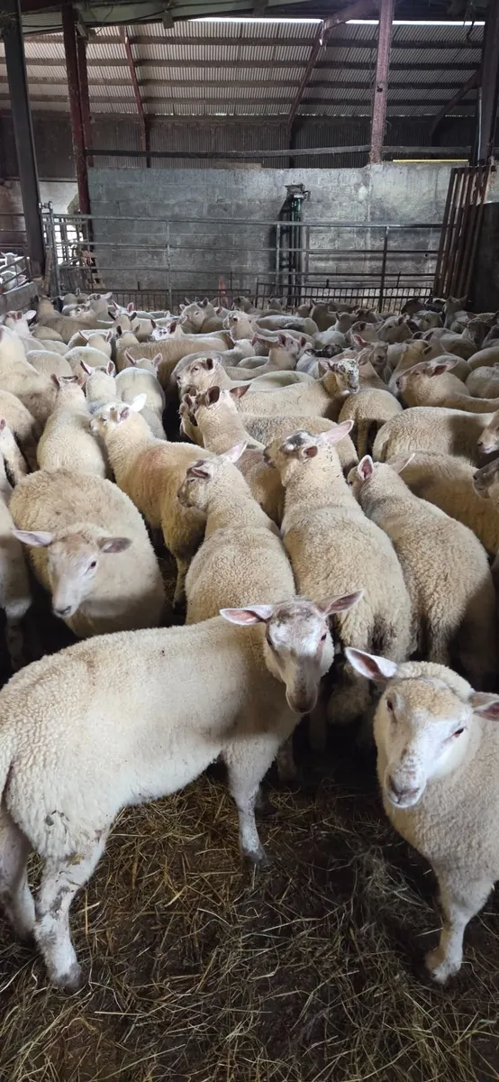 Store lambs for sale. - Image 3