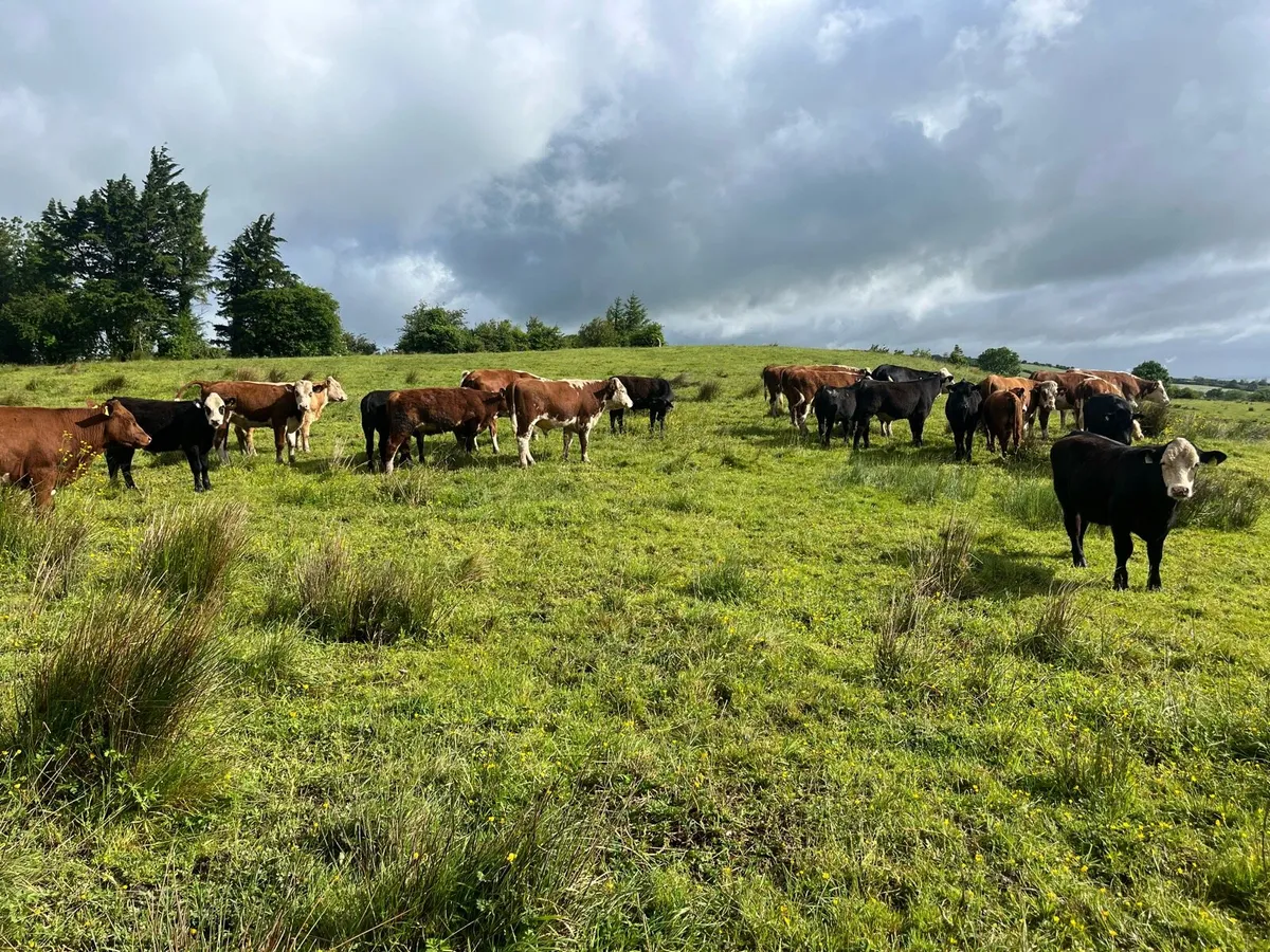 Bullock - Image 2